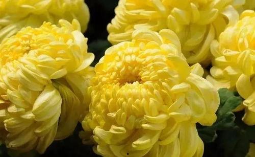 国产爆菊花,绽放民族特色的创新之花